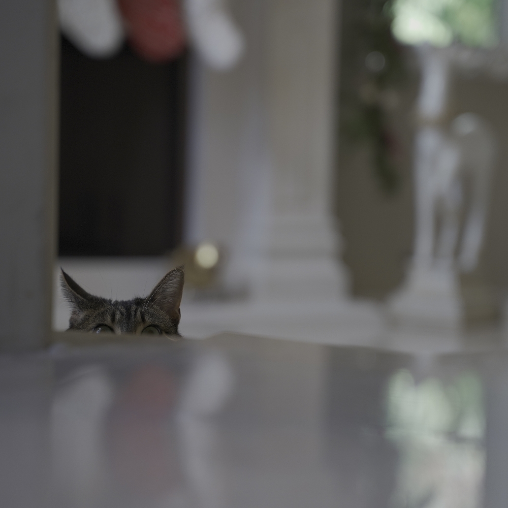 Meet your Posher, TT